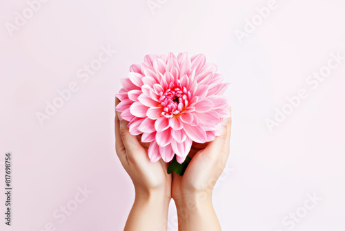 Pair of female hands gently hold delicate pink dahlia flower, its petals wide open, conveying purity, spiritual awakening and inner peace. Ideal for themes of serenity, meditation and harmony