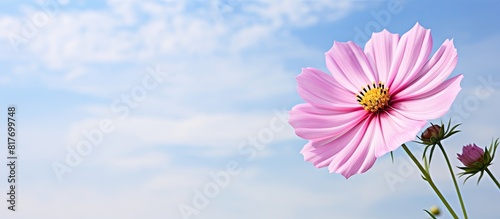 A stunning pink cosmos flower shines against a background of white sky with ample copy space for text or images