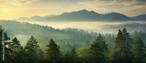 A serene landscape of towering pine trees in the scenic nature of Chiang Mai with ample space for adding images