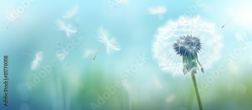 Nature art of a close up dandelion specifically the blowball flower with copy space for additional content