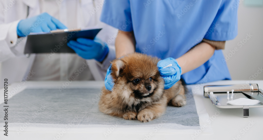 wo doctors are examining him. Veterinary medicine concept. Pomeranian wo doctors are examining him. Veterinary medicine concept. Pomeranian