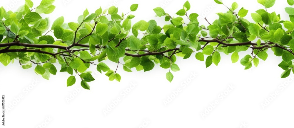 High quality close up photo of a tree branch covered in vibrant green leaves presented on a white background with copy space High quality close up photo of a tree branch covered in vibrant green leaves presented on a white background with copy space