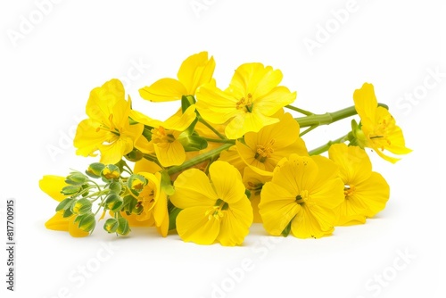 Canola isolated on white background photo