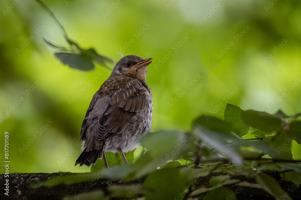A young fieldfare sits on the branch between green leaves and looks toward the camera lens. A fieldfare chick sits on a branch with a green background on a spring day. A young fieldfare sits on the branch between green leaves and looks toward the camera lens. A fieldfare chick sits on a branch with a green background on a spring day.