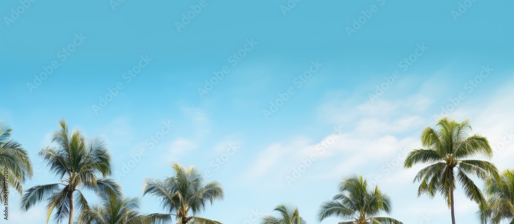 Copy space image with a scenic background of palm trees against a beautiful blue sky Copy space image with a scenic background of palm trees against a beautiful blue sky