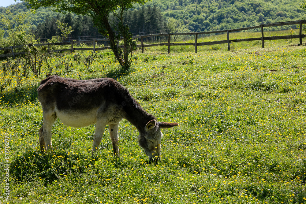 Naklejka premium deer in the meadow