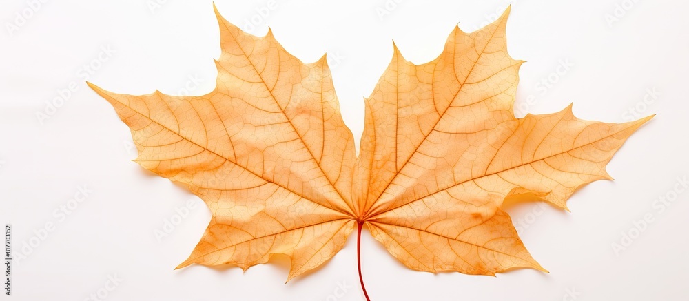 Close up view of a dried maple leaf during autumn isolated on a white background with copy space image Close up view of a dried maple leaf during autumn isolated on a white background with copy space image
