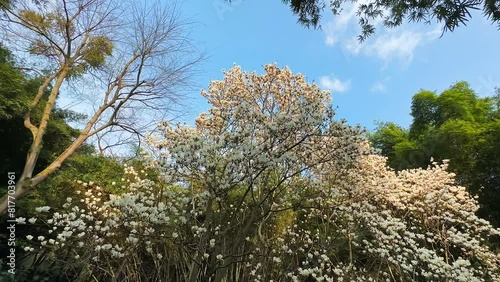 The Magnolia in Spring