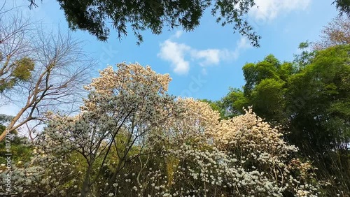 The Magnolia in Spring