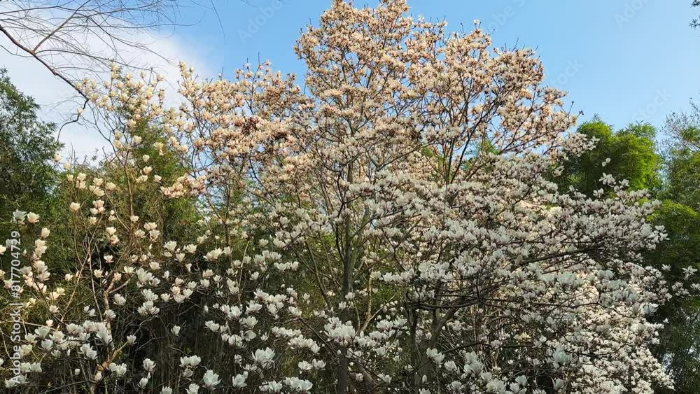 The Magnolia in Spring