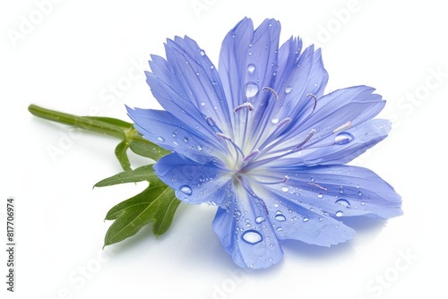 Chicory flower and leaf isolated on white background photo