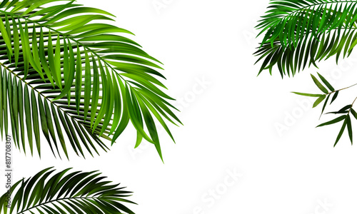 Palm leaves. Elevated view of green palm leaves over on transparent backgrounds realistic 3d rendering png