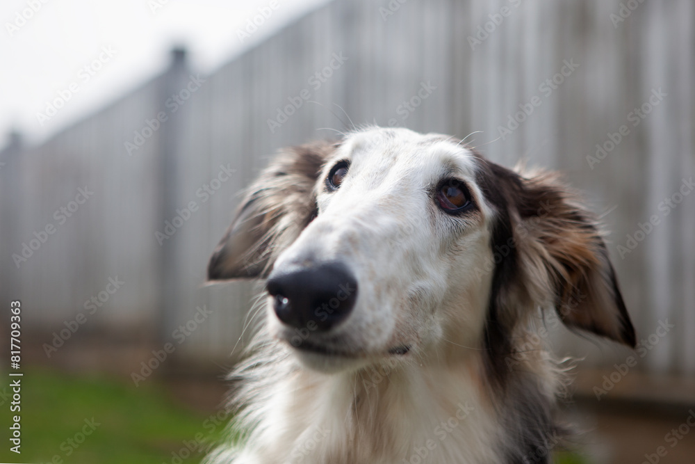 Dog, Russian Greyhound, black and white, close-up, against a blurred background of a fence, next to the house. Close-up of a dog's face, shot with a wide-angle lens.