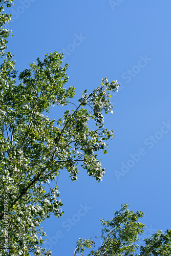 Candadian poplar leaves photo