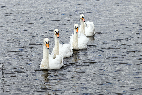 several white swans swim on the water.