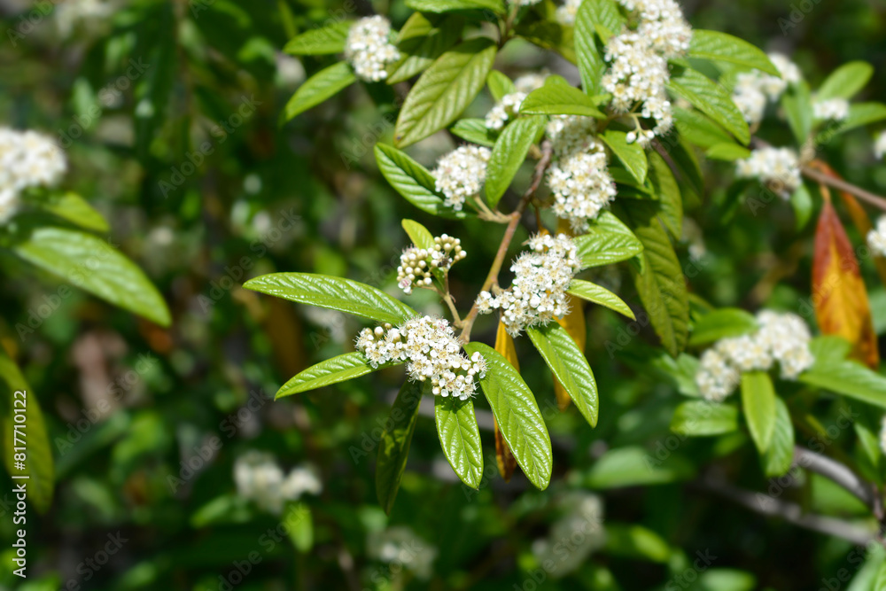 Willow-leaved cotoneaster branch with flowers Willow-leaved cotoneaster branch with flowers