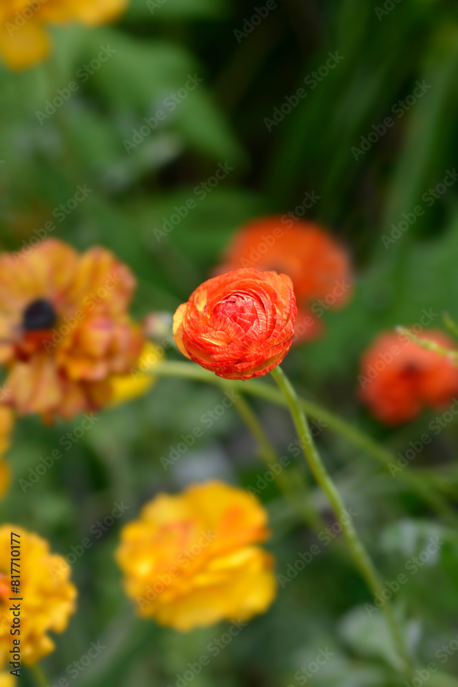 Persian Buttercup Picotee Orange flower bud Persian Buttercup Picotee Orange flower bud