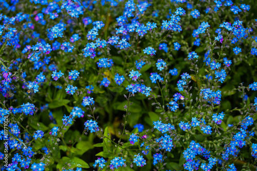 forget-me-not, Mysotis in a botanical garden, photo