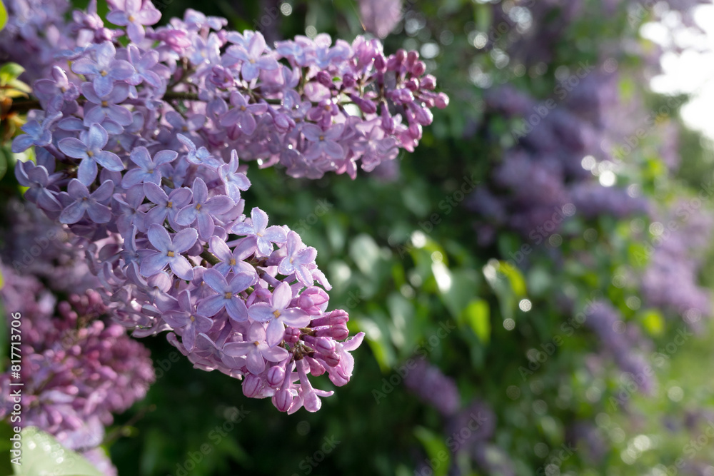 Close-up of a lilac inflorescence. Purple flowers covered with drops of dew. There is a defocused flowering bush in the background. Background. There is space for text. Close-up of a lilac inflorescence. Purple flowers covered with drops of dew. There is a defocused flowering bush in the background. Background. There is space for text.