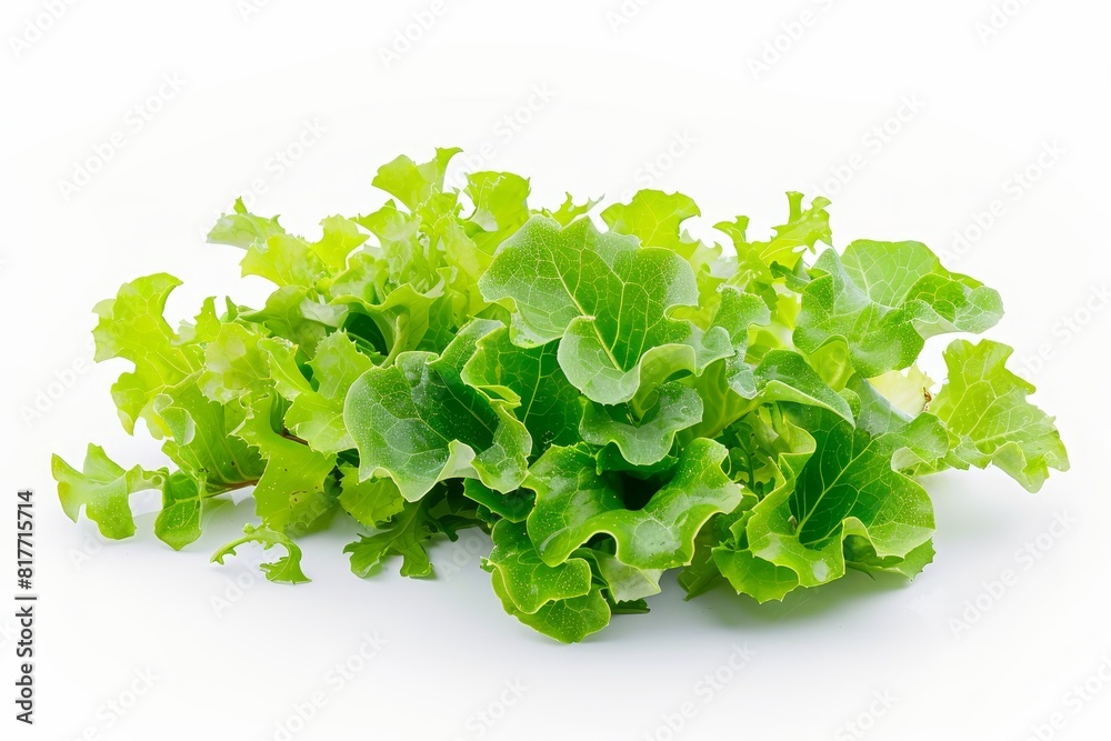 Fresh green salad leaves isolated on white background Fresh green salad leaves isolated on white background