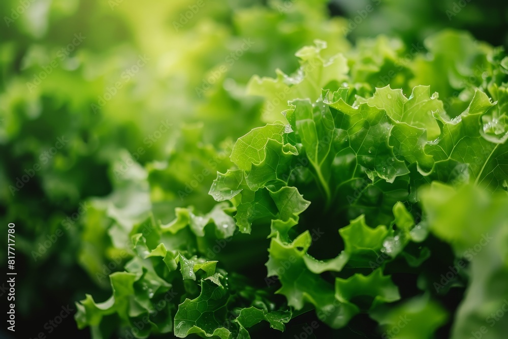 Up close view of organic green salad lettuce in hydroponic greenhouse Up close view of organic green salad lettuce in hydroponic greenhouse