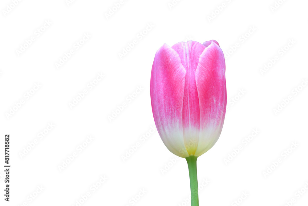 Pink tulip isolated on transparent background png file Pink tulip isolated on transparent background png file