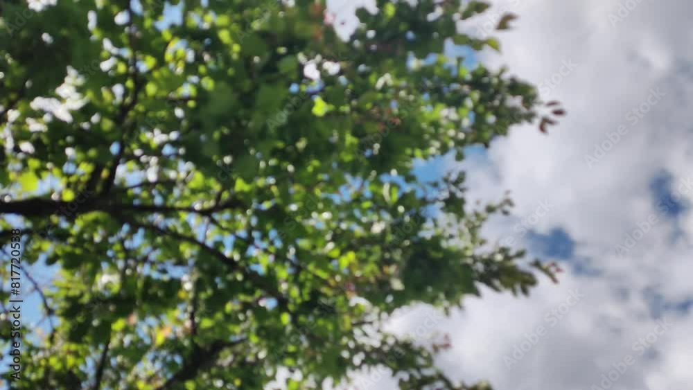 blurred background with leaves and sky. Beautiful sunny spring bright fresh green leaves on branches of trees isolated on clear blue sky backdrop with sun shine through branches and foliage. Abstract blurred background with leaves and sky. Beautiful sunny spring bright fresh green leaves on branches of trees isolated on clear blue sky backdrop with sun shine through branches and foliage. Abstract