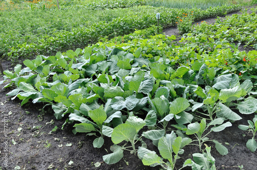 organically cultivated various vegetables  in the vegetable garden, summertime