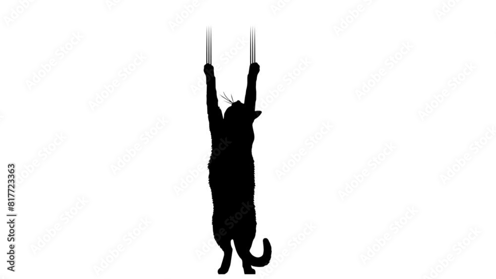 Cat Animation Video. Black Cat Silhouette with a transparent Background. Сat crawling down. Cat Animation Video. Black Cat Silhouette with a transparent Background. Сat crawling down.