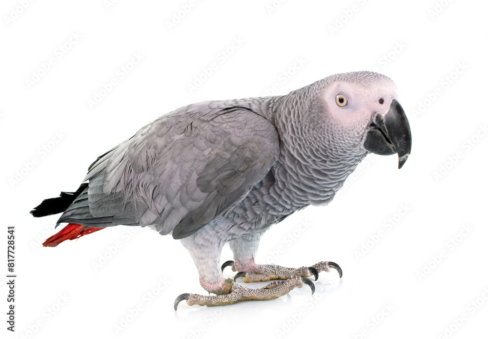 African grey parrot