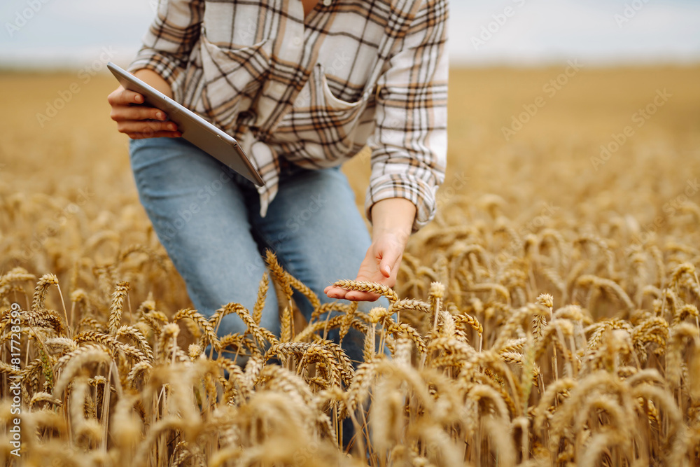 Young woman  farmer in wheat field during harvest in summer with tablet. Growth dynamics. Agriculture, gardening, business or ecology concept.