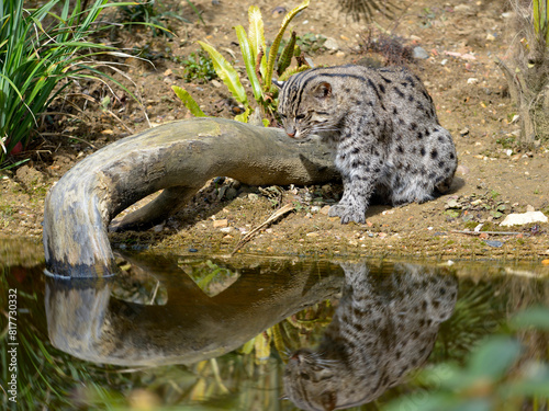 Fishing cat  Prionailurus viverrinus  at the water s edge with a big reflection