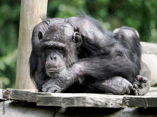 Portrait of a pensive chimpanzee  (Pan troglodytes) lying on a wood plank  photo