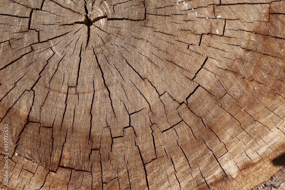 Fototapeta premium Wooden walnut texture background, close up