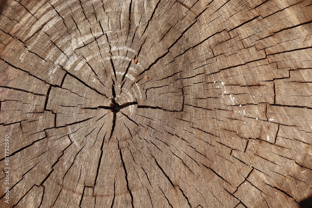 Fototapeta premium Wooden walnut texture background, close up