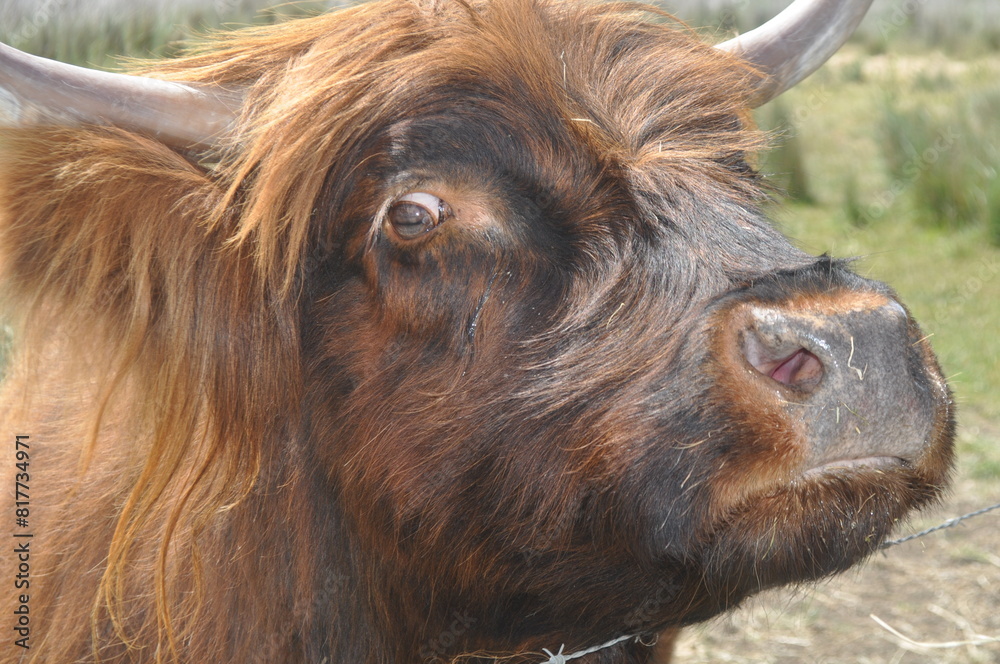 Fototapeta premium Australia