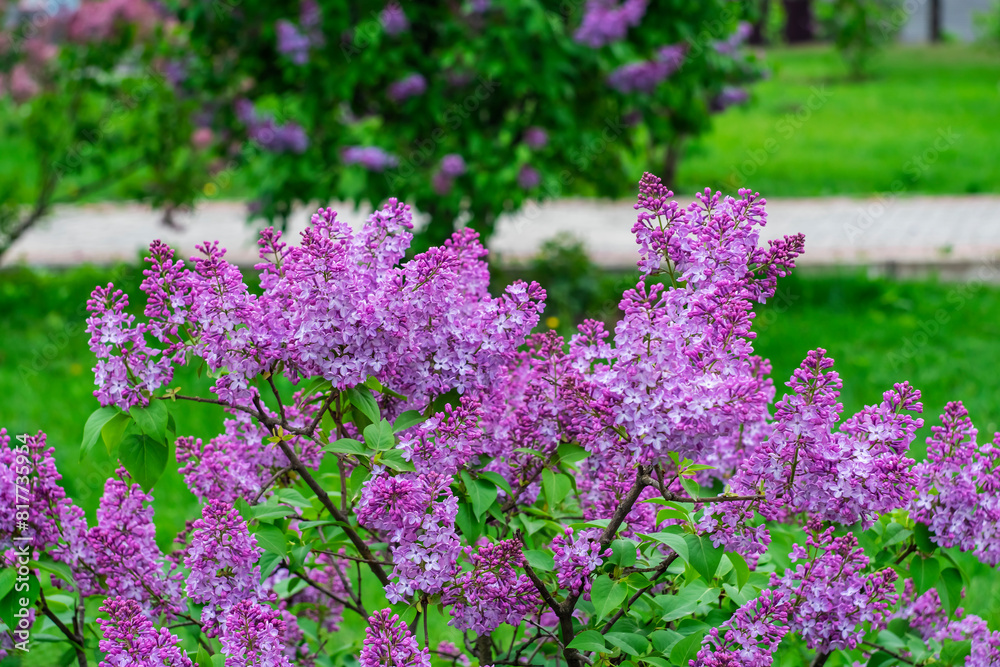 Bright spring lilac in an urban environment. Bright spring lilac in an urban environment.