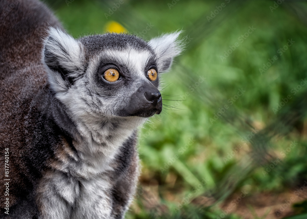 Fototapeta premium Close up shot ring tailed lemur wildlife zoo photography Madagascar