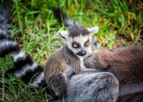 Close up shot of baby ring tailed lemur sitting on mother's backs lemur wildlife zoo photography Madagascar