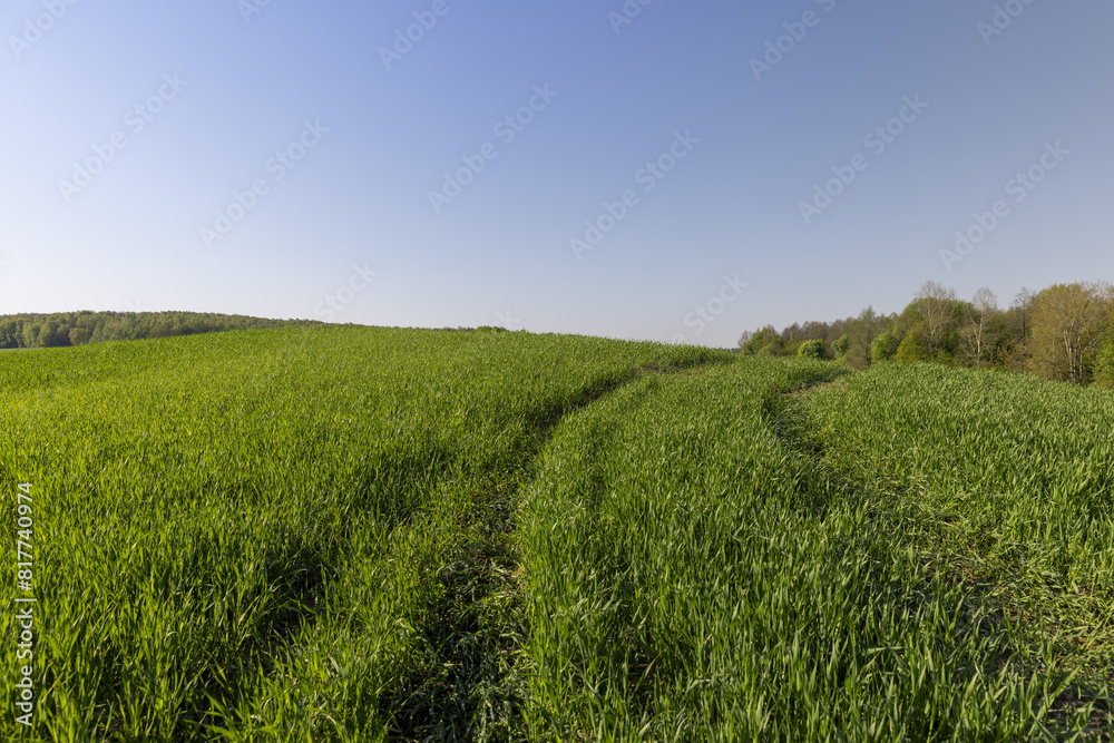 a green wheat field in the spring season a green wheat field in the spring season