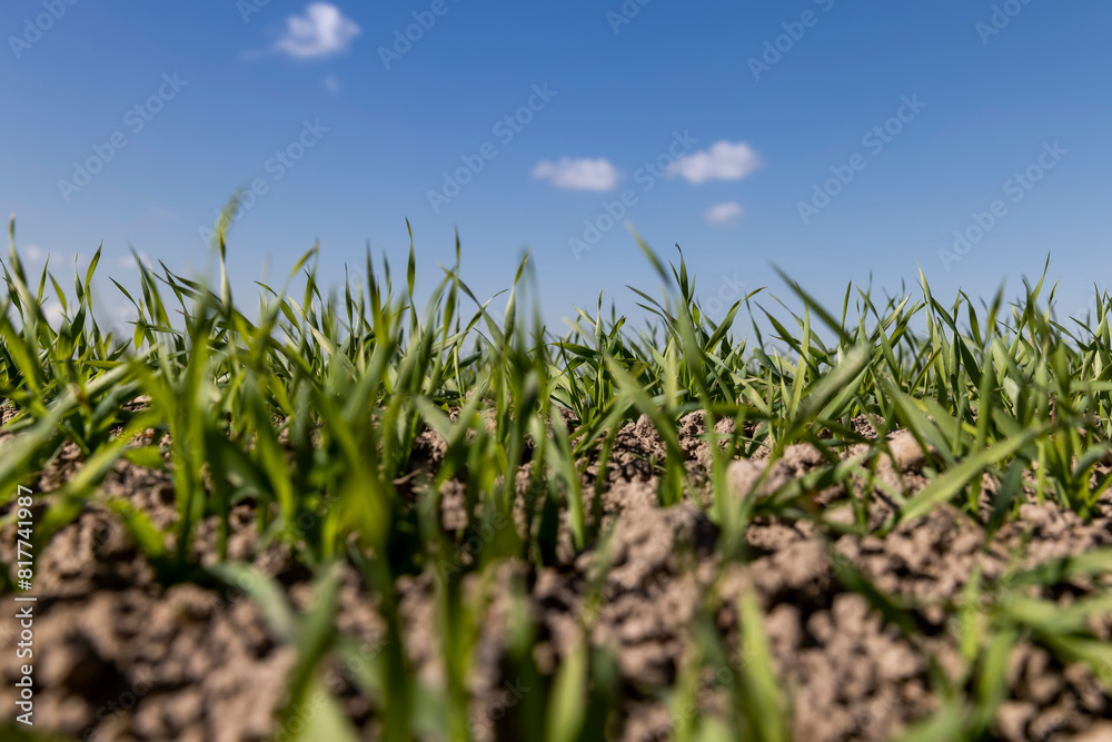 young wheat in the soil, wheat harvest young wheat in the soil, wheat harvest