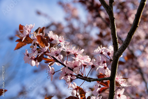 beautiful cherry blossoms during flowering in spring