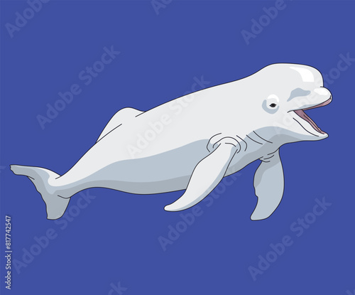 Beluga Whale White Whales Sea Canary