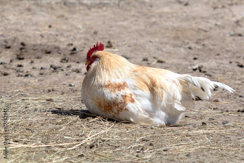 White rooster in the farm
