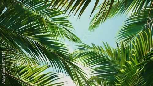 Portrait of dense palm leaves against the clear blue skies of Miami Beach  close up on texture and color  theme of natural canopy  realistic  Silhouette  lively beach backdrop