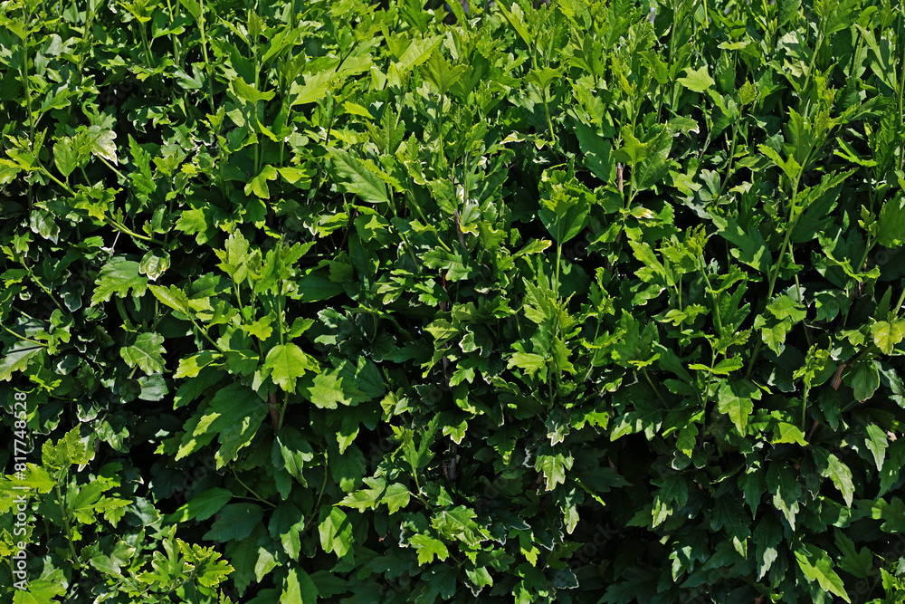 Obraz premium Hibiscus. Japanese rose. Detail. Leaves. Spring.
