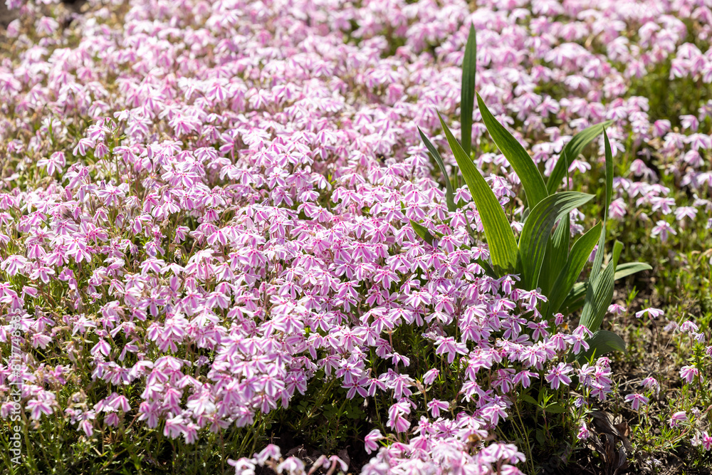 Obraz premium Purple flowers covering the ground