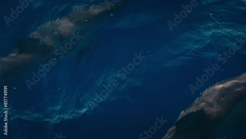 船上から撮影したイルカ群　4K photo