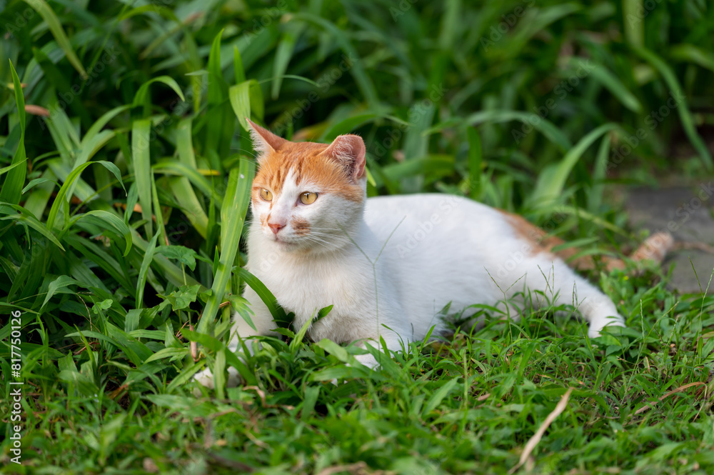 Cat resting on its back in the grass