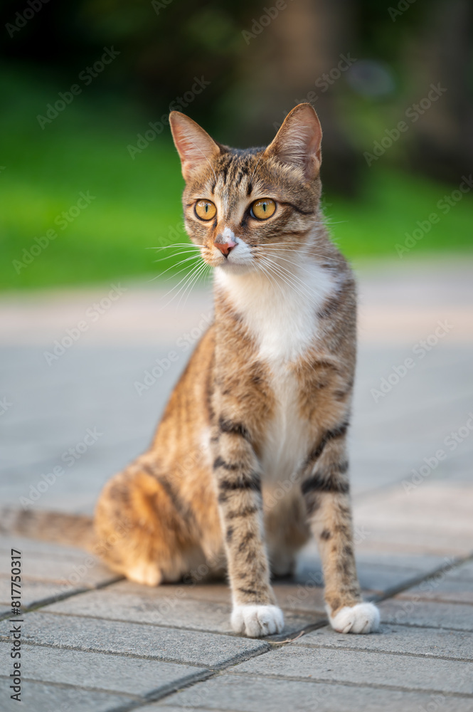 In the park, kittens sit on the ground